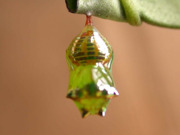 Pteronymia alissa pupa dorsal, KRW-236