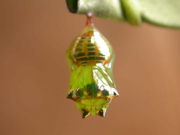 Pteronymia alissa pupa dorsal, KRW-236