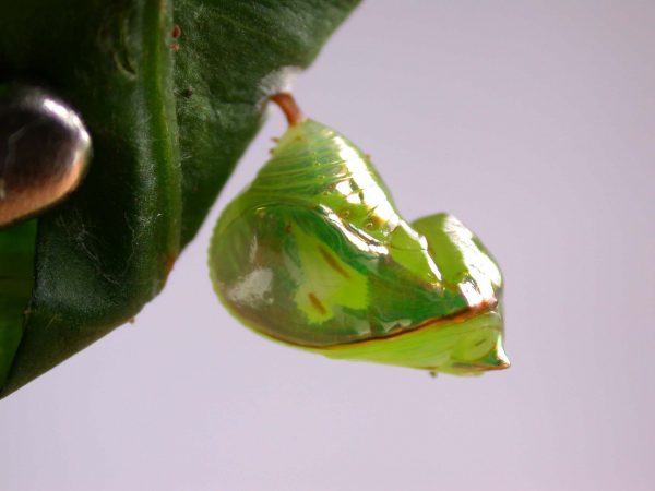 Pteronymia alissa pupa lateral, KRW-200