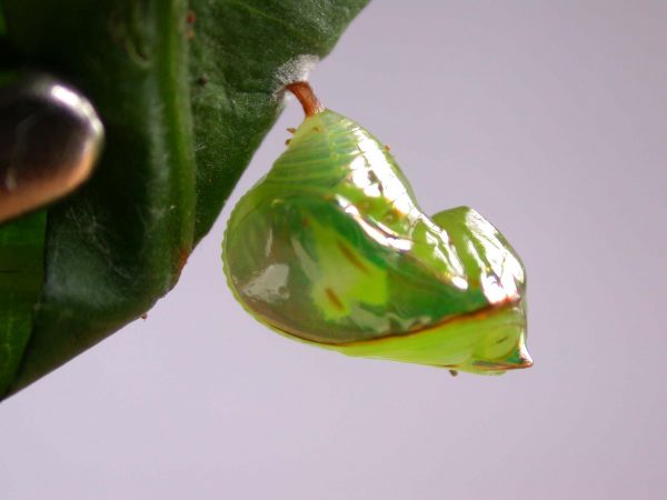 Pteronymia alissa pupa lateral, KRW-200