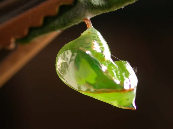 Pteronymia alissa pupa lateral, KRW-201