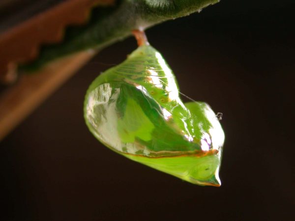Pteronymia alissa pupa lateral, KRW-201