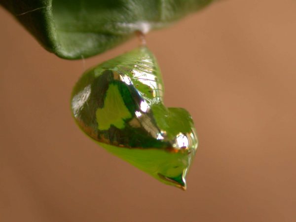 Pteronymia alissa pupa lateral, KRW-202