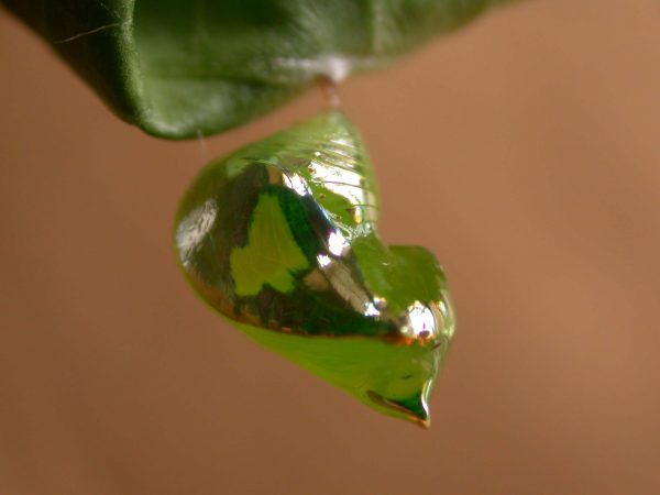 Pteronymia alissa pupa lateral, KRW-202