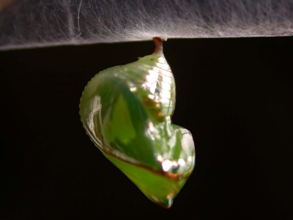 Pteronymia alissa pupa lateral, KRW-203