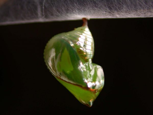 Pteronymia alissa pupa lateral, KRW-203