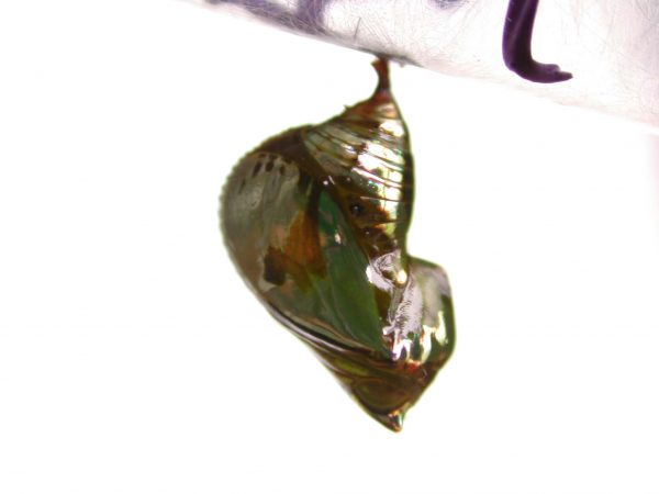 Pteronymia alissa pupa lateral, KRW-203