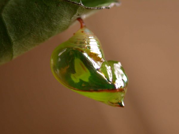 Pteronymia alissa pupa lateral, KRW-236