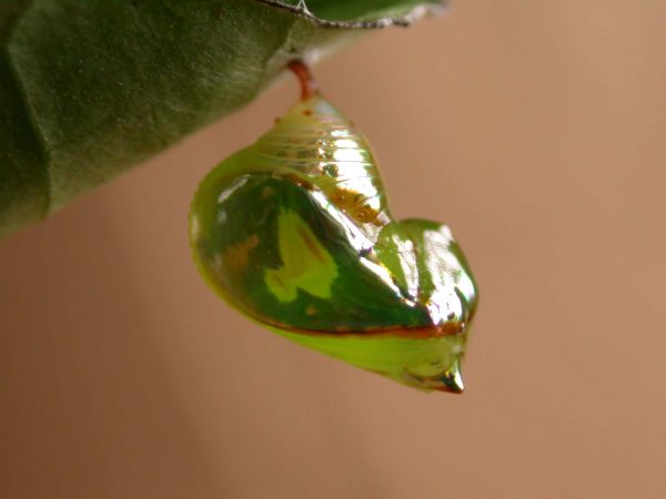 Pteronymia alissa pupa lateral, KRW-236