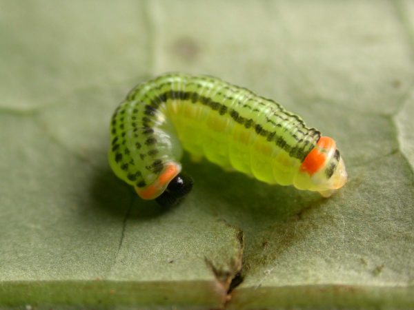 Pteronymia alissa prepupa, KRW-164