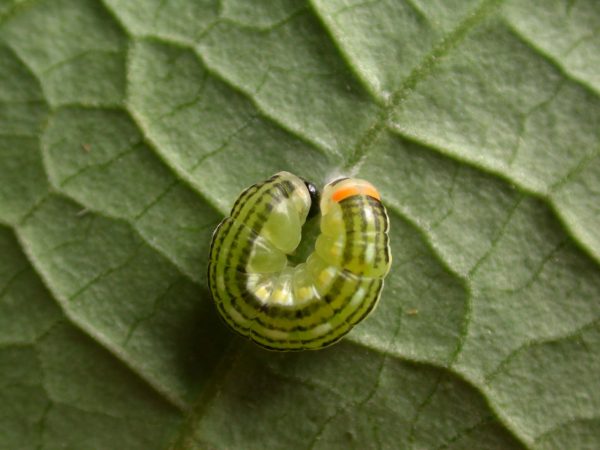 Pteronymia alissa prepupa, KRW-202