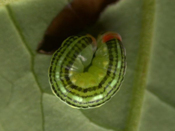 Pteronymia alissa prepupa, KRW-236