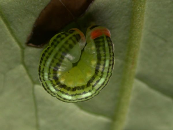 Pteronymia alissa prepupa, KRW-236