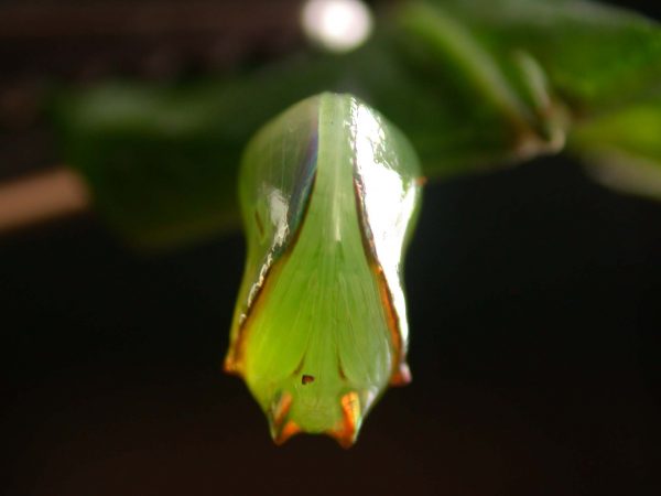 Pteronymia alissa pupa ventral, KRW-200