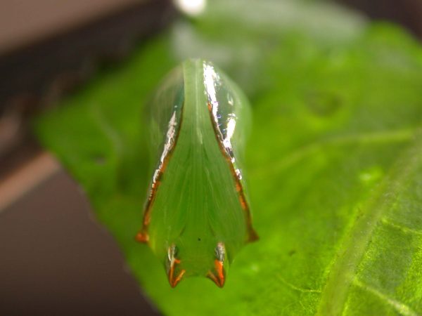Pteronymia alissa pupa ventral, KRW-201