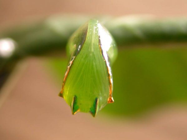 Pteronymia alissa pupa ventral, KRW-202