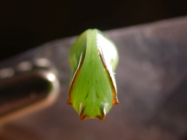 Pteronymia alissa pupa ventral, KRW-203