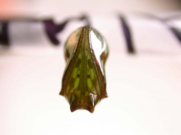 Pteronymia alissa pupa ventral, KRW-203