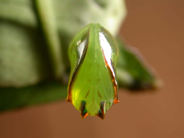 Pteronymia alissa pupa ventral, KRW-236
