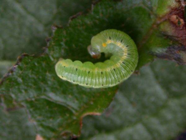 Pteronymia artena 4th instar, KRW-108-2