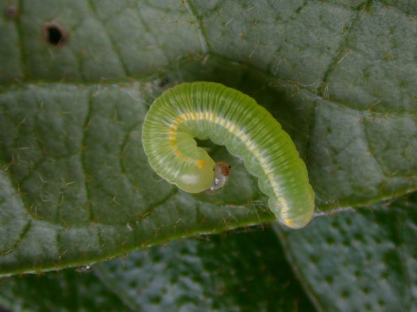 Pteronymia artena 4th instar, KRW-108-3