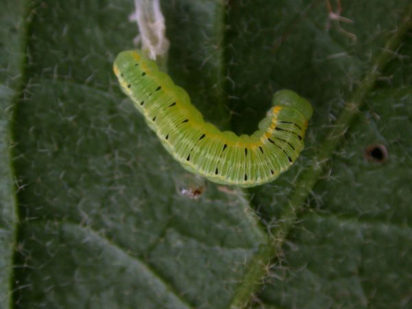 Pteronymia artena 5th instar, KRW-108-1
