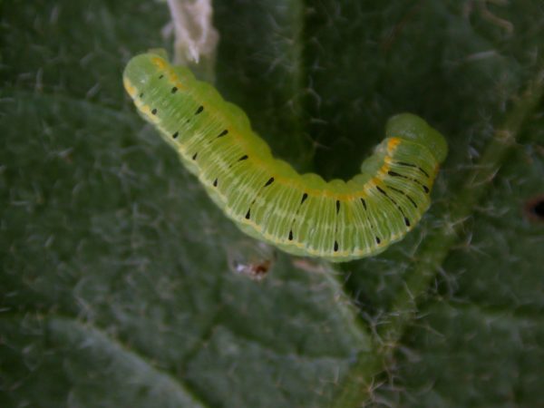 Pteronymia artena 5th instar, KRW-108-1
