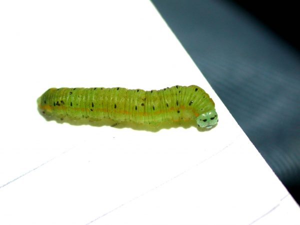 Pteronymia artena 5th instar, KRW-108