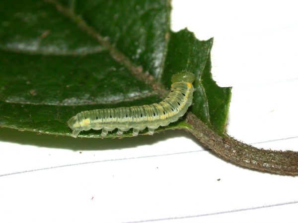 Pteronymia artena 5th instar, KRW-109