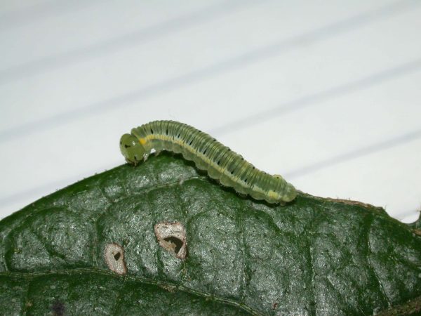 Pteronymia artena 5th instar, KRW-109