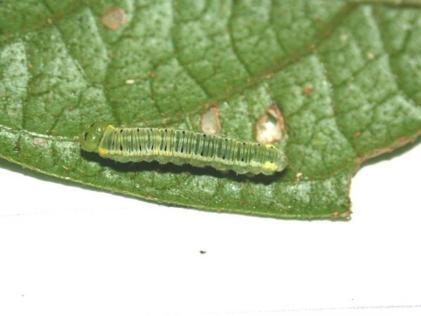 Pteronymia artena 5th instar, KRW-109
