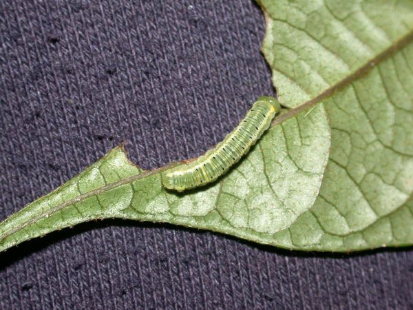 Pteronymia artena 5th instar, KRW-109