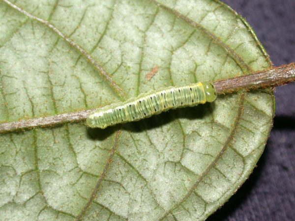 Pteronymia artena 5th instar, KRW-109