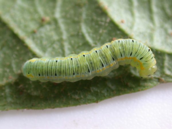 Pteronymia artena 5th instar, KRW-109
