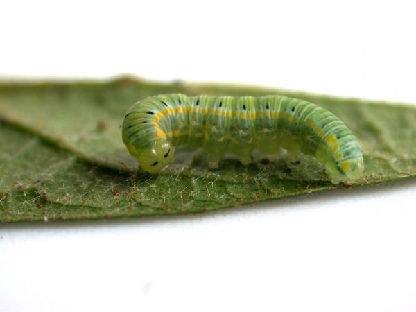 Pteronymia artena 5th instar, KRW-109