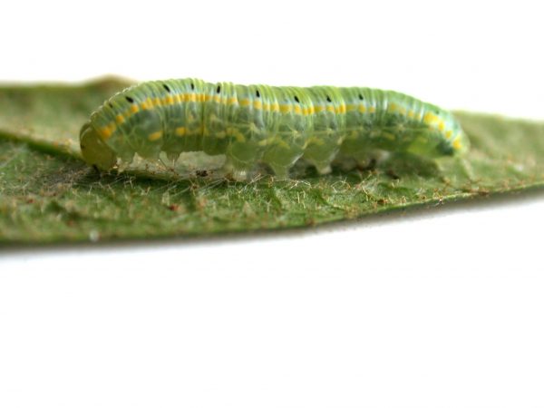 Pteronymia artena 5th instar, KRW-109