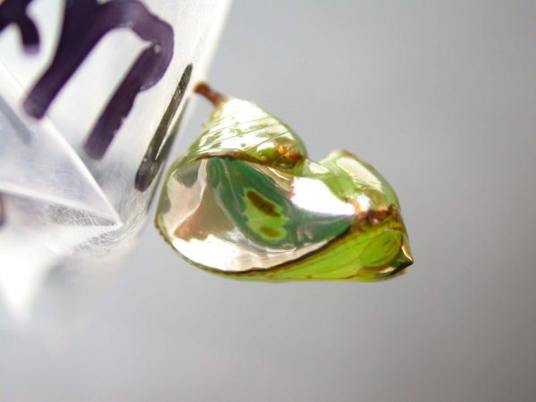 Pteronymia artena pupa, KRW-109