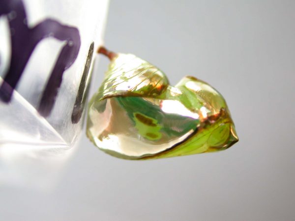 Pteronymia artena pupa, KRW-109