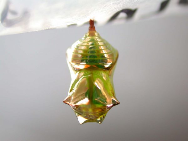 Pteronymia artena pupa, KRW-109