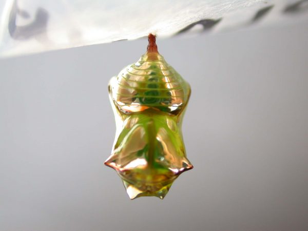 Pteronymia artena pupa, KRW-109
