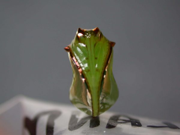 Pteronymia artena pupa, KRW-109