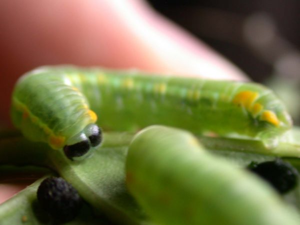 Pteronymia spn 5th instar, KRW-114