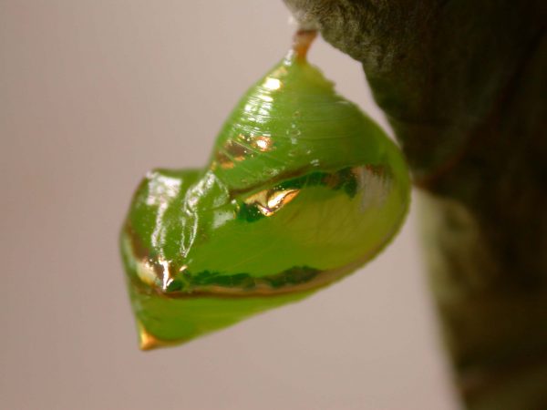 Pteronymia spn pupa, KRW-114