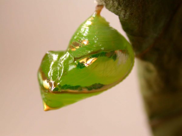 Pteronymia spn pupa, KRW-114