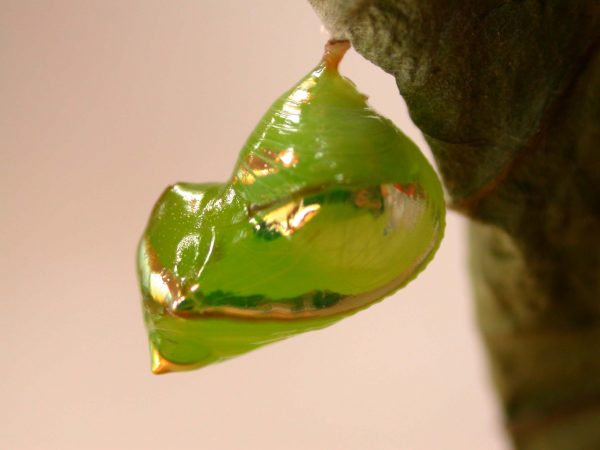 Pteronymia spn pupa, KRW-114