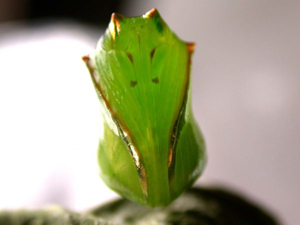 Pteronymia spn pupa, KRW-114