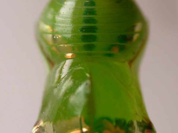 Pteronymia spn pupa, KRW-114