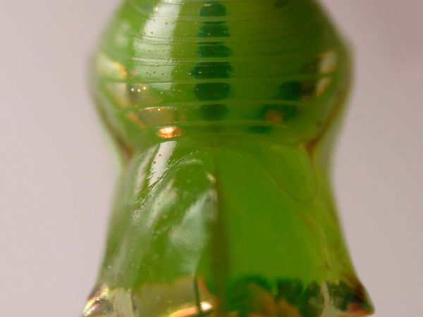 Pteronymia spn pupa, KRW-114