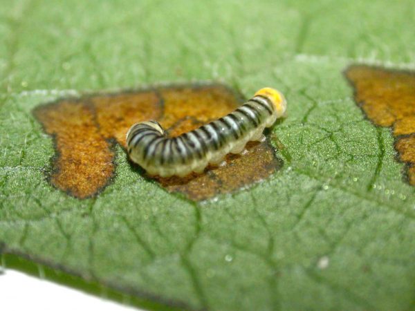 Pteronymia inania 3rd instar, KRW-96