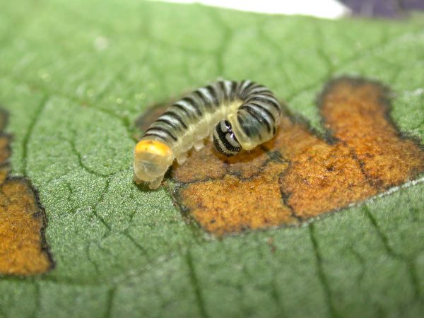 Pteronymia inania 3rd instar, KRW-96